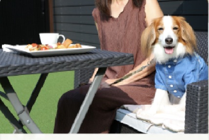 テラス席で過ごす犬